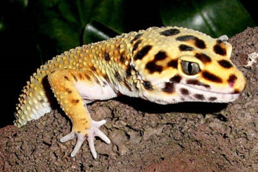 Cute Crested Gecko HD desktop wallpaper : Widescreen : High 1152Ã864  Leopard Gecko Wallpapers