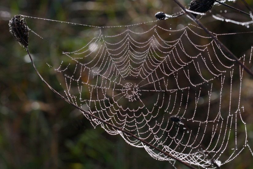 Wet spider web wallpapers and stock photos