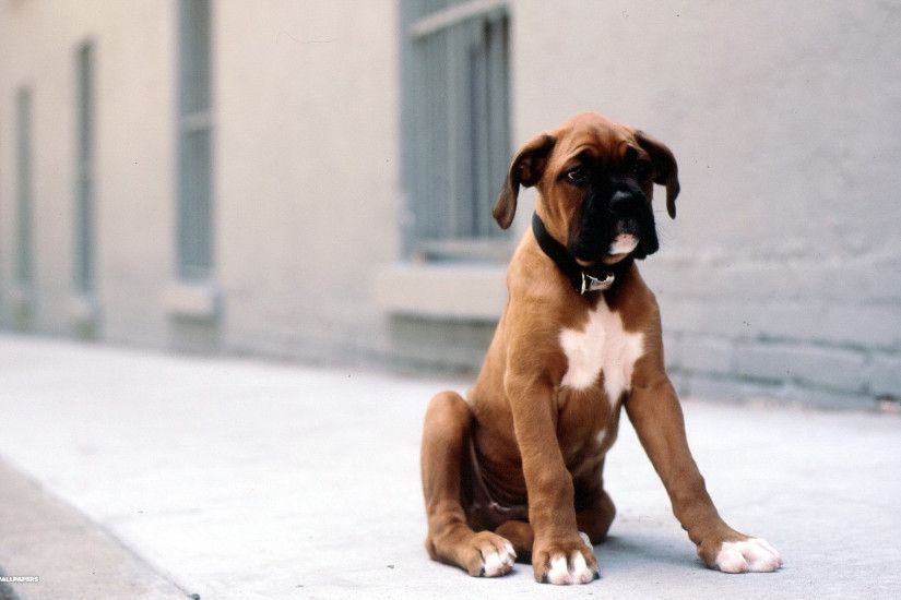 ... boxer wallpaper 1 7 dogs hd backgrounds ...