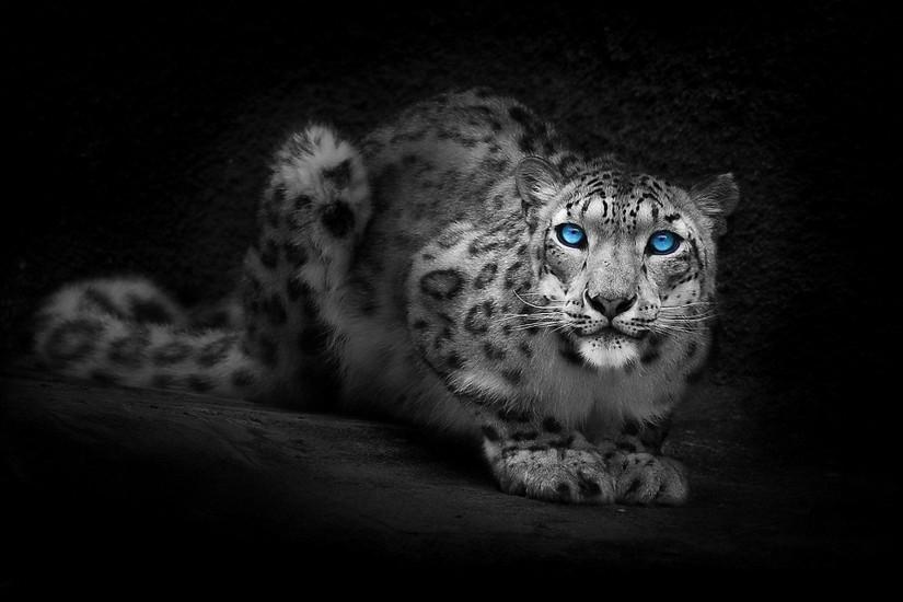HD Wallpaper | Background ID:432430. 1920x1200 Animal Snow Leopard. 1 Like.  Favorite
