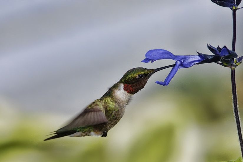 hummingbird wallpaper