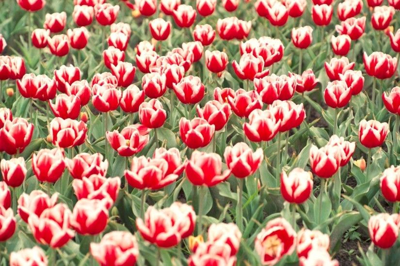 Red and white tulips on the field wallpaper 1920x1200 jpg