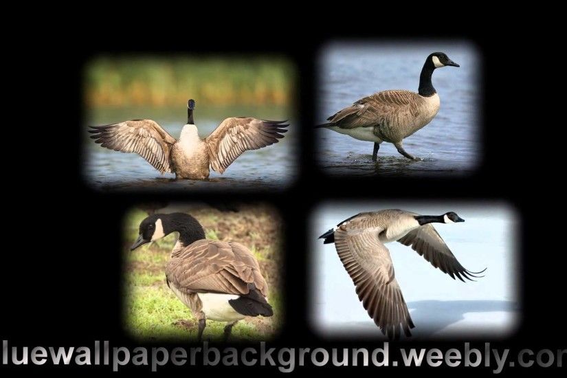 Canadian geese pictures flying best photos cool images geese migration  wallpaper