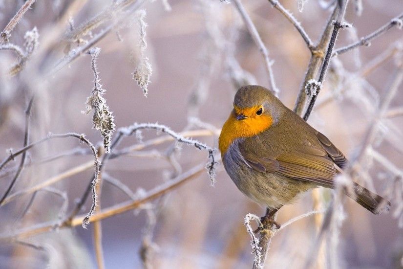 Winter Bird wallpapers and stock photos
