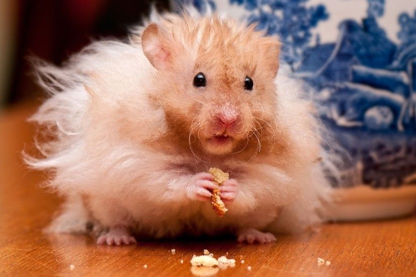 hamster funny - hamter funny wheel - funny hamster wheel fails - YouTube