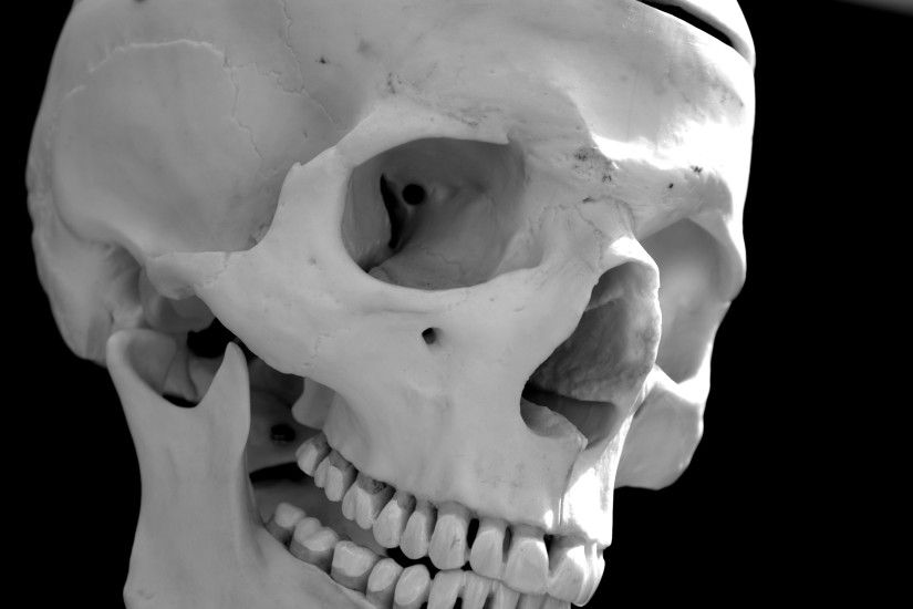 File:Human skull - black and white.jpg