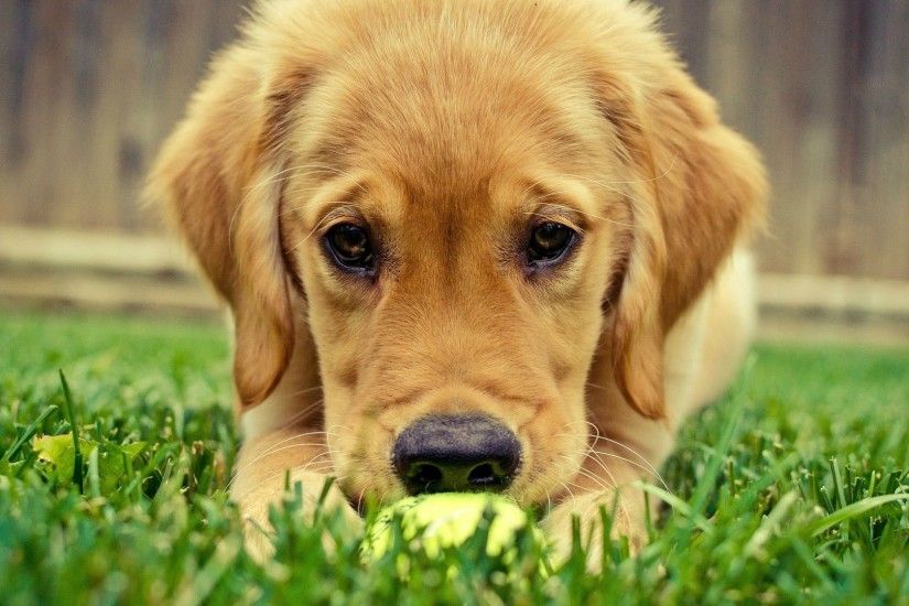 Golden retriever puppy [3] wallpaper 1920x1080 jpg
