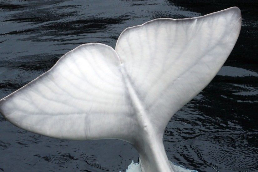 Beluga Whale Watching Holidays Amp Expeditions Natural