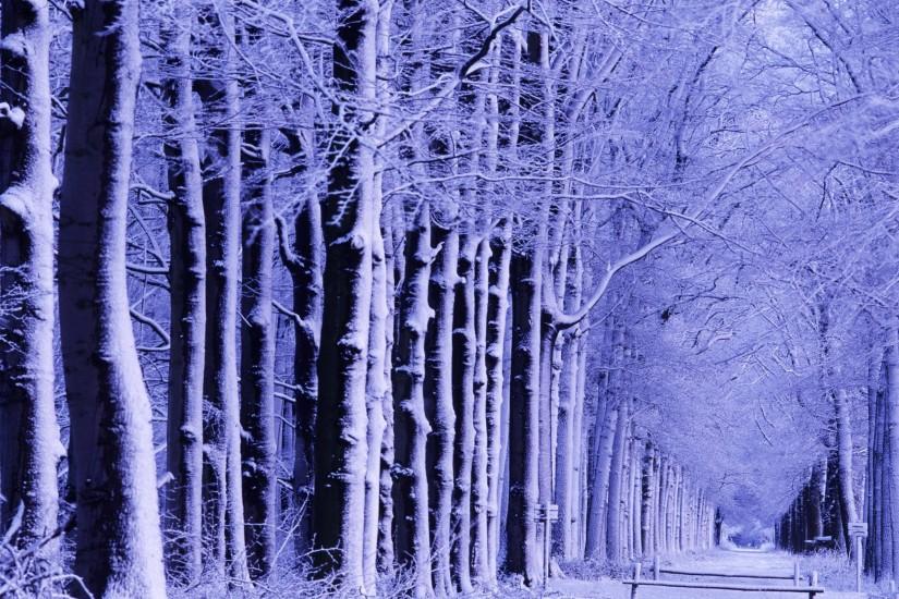 Wallpapers For > Winter Trees Wallpaper