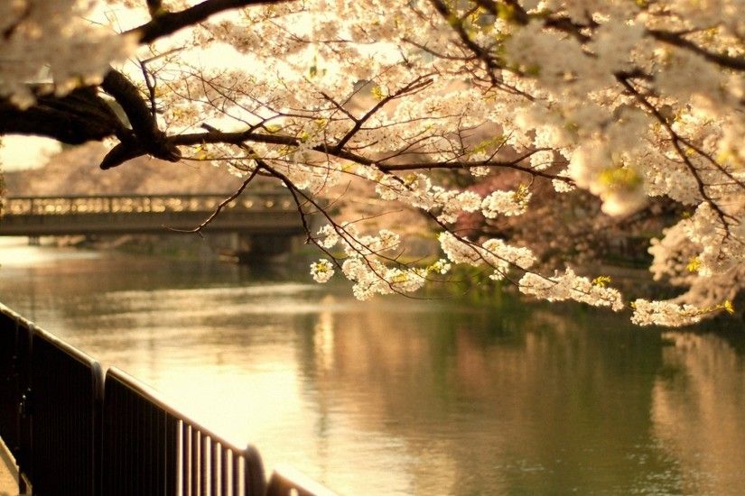 1920x1080 Wallpaper cherry, tree, bridge, spring, flowering, river