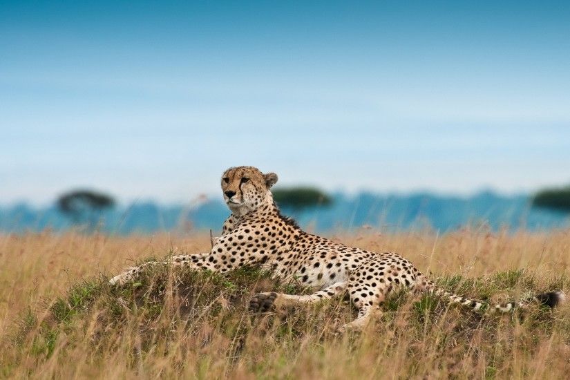 Cheetah photos animals hd wallpapers free download