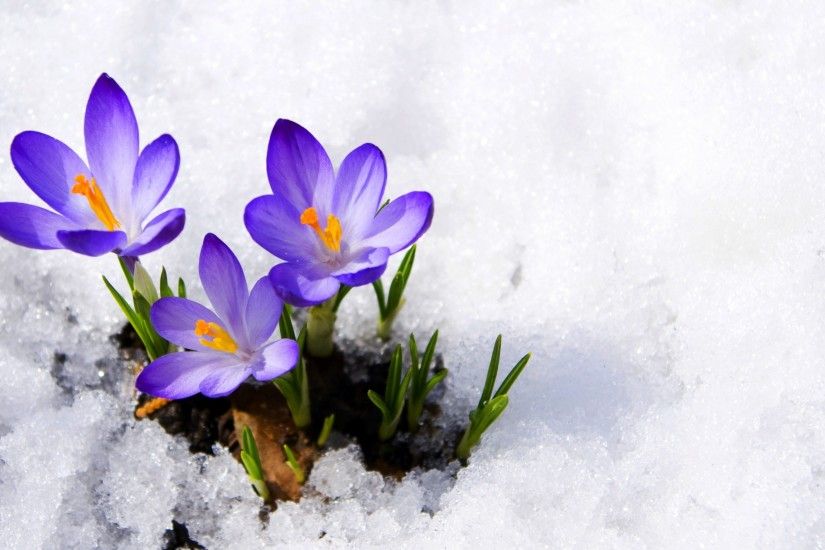 Winter Flowers Snow Nature Beautiful Flower Wallpapers For Tablets