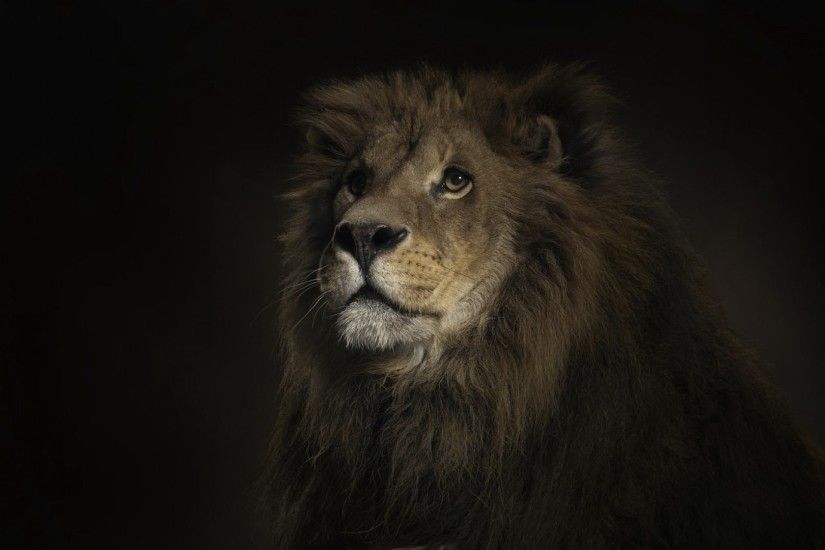1920x1080 Wallpaper lion, shadow, big cat, predator