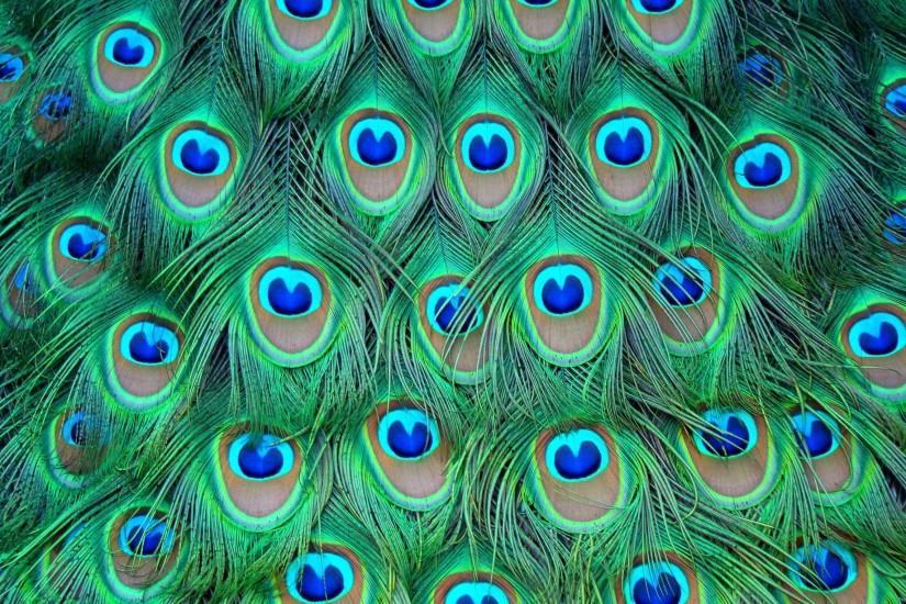 Wallpapers For > Peacock Feather Wallpaper For Walls
