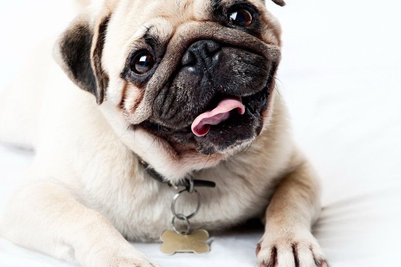 Preview wallpaper pug, face, happy, look, puppy 2048x2048
