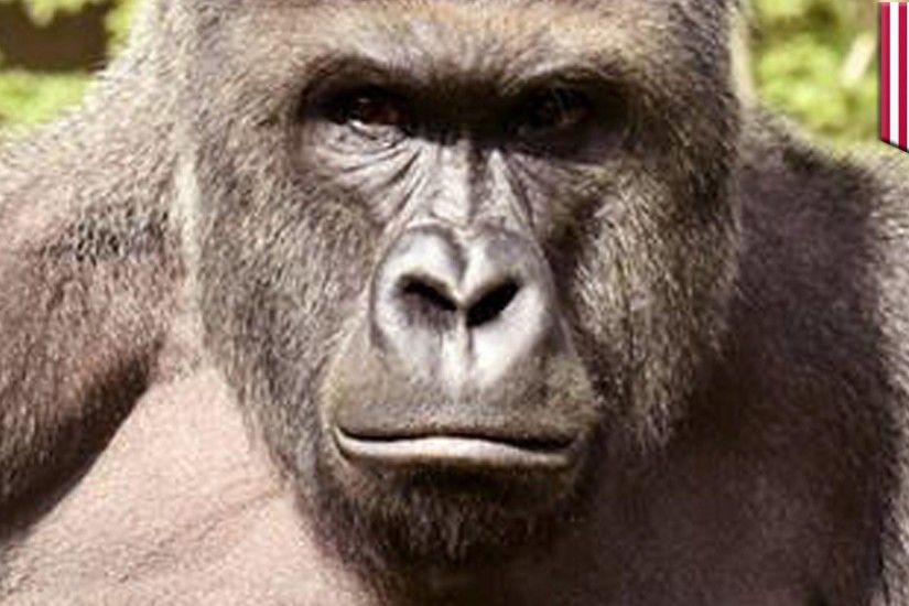 harambe wallpaper images (8) - HD Wallpapers Buzz