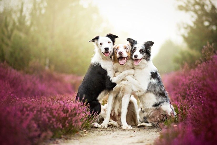 dogs, mobile phone, samsung trail, three, border, lg, collie, animals,  animal, background images,puppy_3500x2131 Wallpaper HD