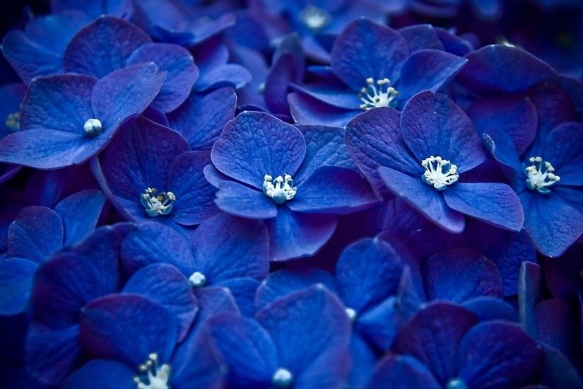 flower wallpapers blue