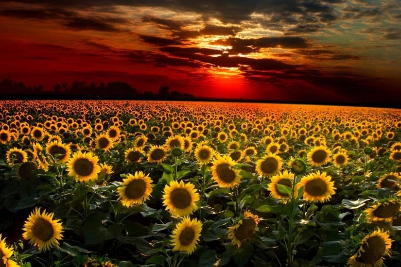 Sunflower Sunset Wallpapers Images