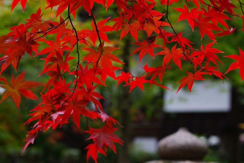 Nature wallpaper japan the garden branches maple leaves red