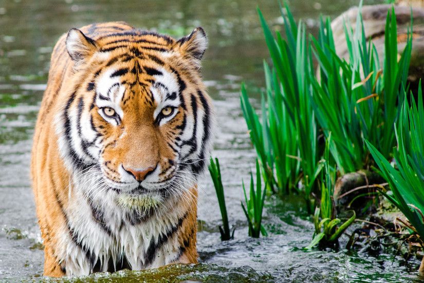 Tiger in Water HD
