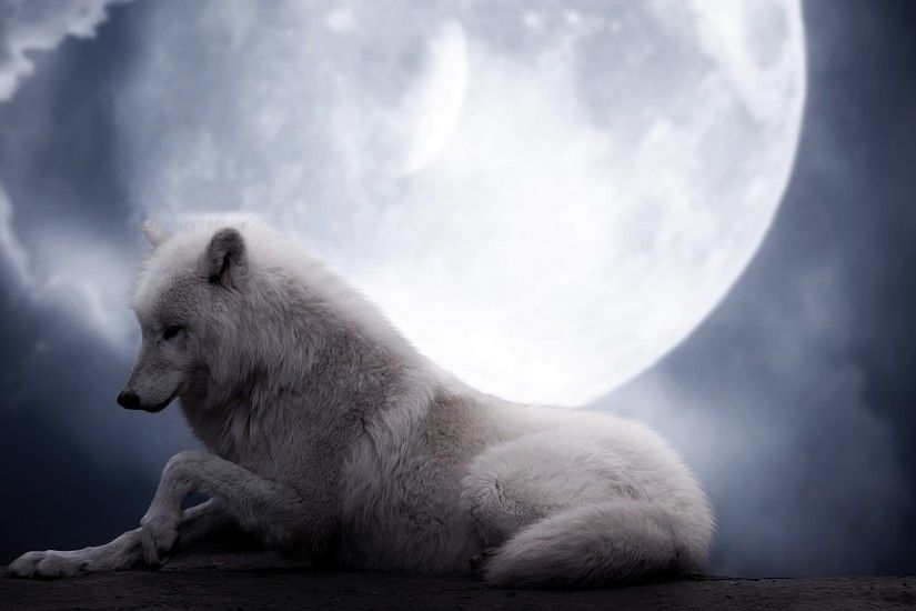 Preview wallpaper wolf, moon, lie, predator 1920x1080