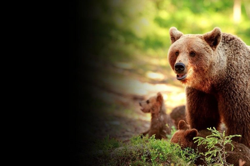 Ultra Widescreen Wallpaper of brown bear & cubs [3440x1440] ...