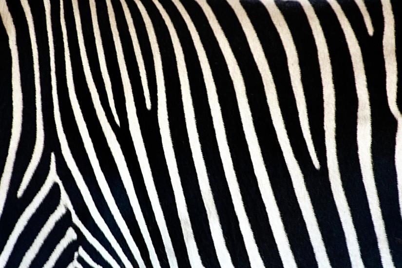 zebra free Wallpaper. Free Zebra Background