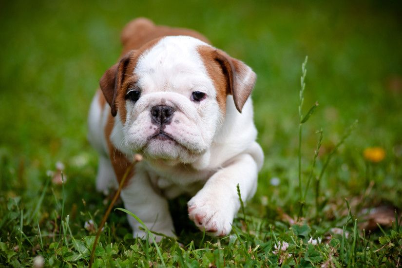 Cute Pitbull Puppy Wallpaper