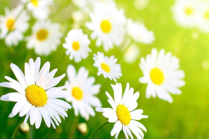 Flowers Macro Daisy Fields Beautiful Nature Wallpapers Quotes