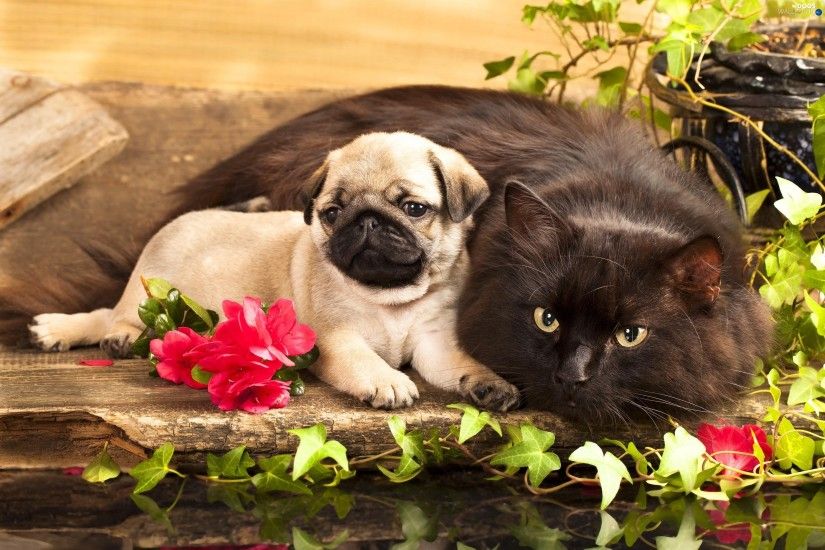 Puppy, Flowers, cat