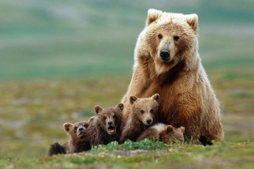 Wallpaper brown bear family