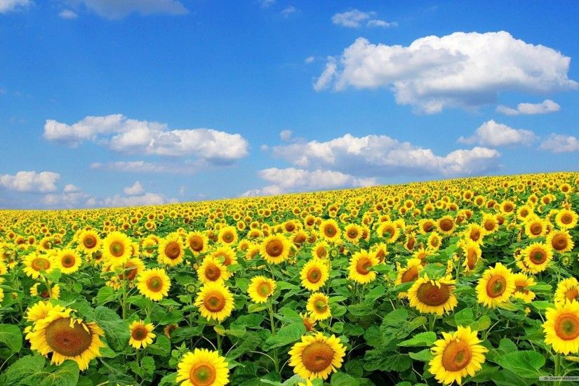 IPhone 6 Sunflower Wallpapers HD, Desktop Backgrounds 750x1334 .