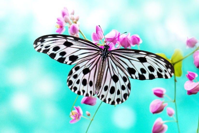 Lovely & Beautiful Birds Butterfly HD Wallpapers Photos And Images Download