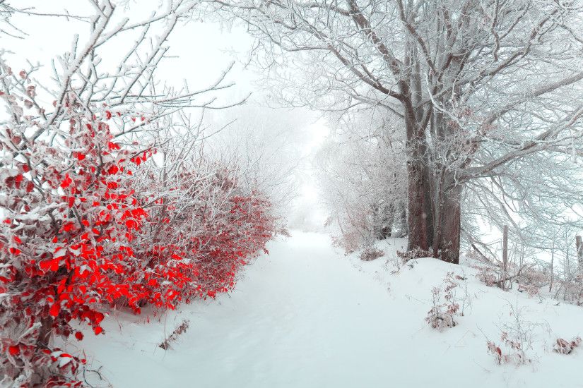 Christmas Nature Scenes HD Wallpapers 2 | Christmas Nature Scenes HD  Wallpapers | Pinterest | Nature scenes and Wallpaper
