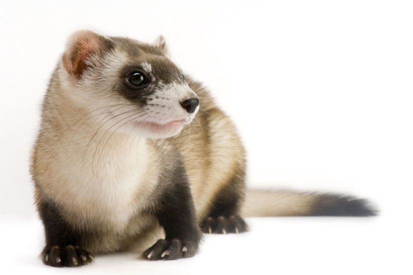 Amazing Ferret Pictures & Backgrounds