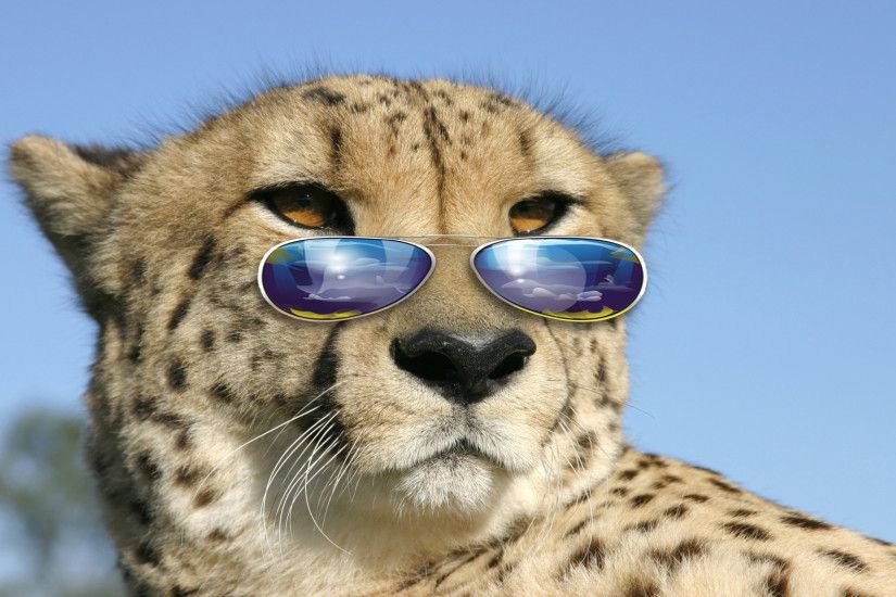 Humor - Animal Cheetah Wallpaper
