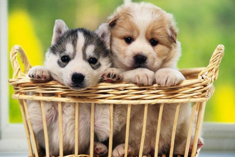 Cute Pair of Puppies Background