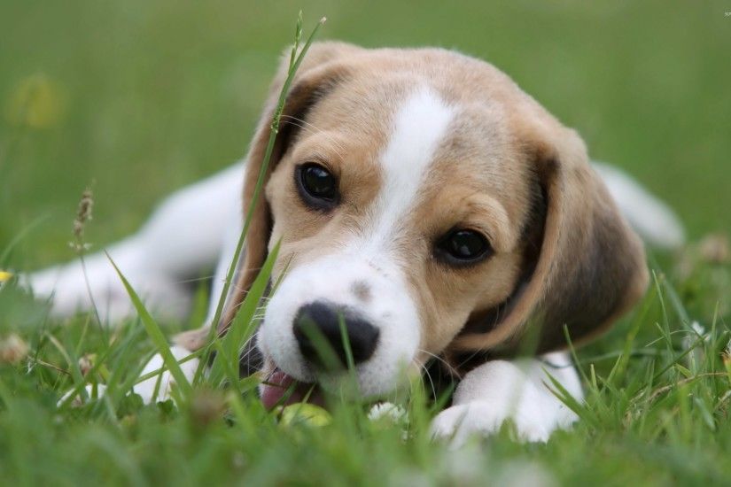 Beagle puppy [2] wallpaper