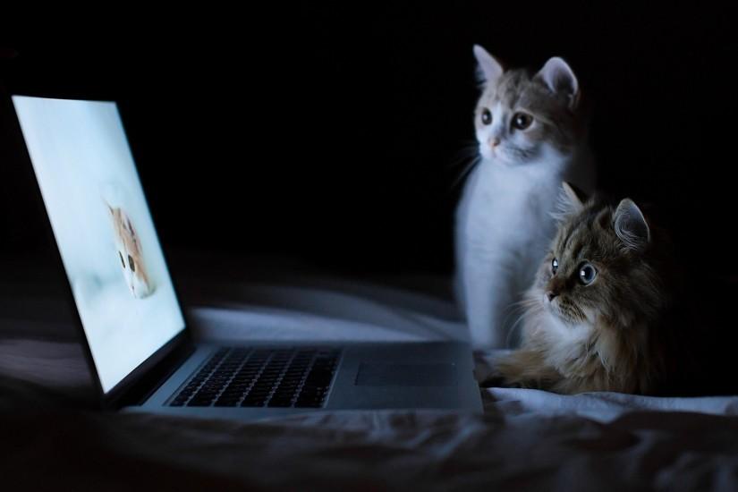 Cat-Funny-HD-Wallpapers-1080p | Download Free Desktop Wallpaper Images .