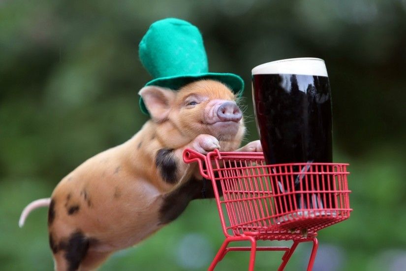 2048x1152 Wallpaper pig, drink, shopping, hat