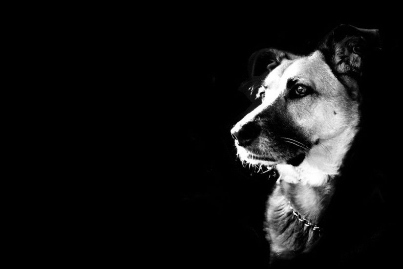 Black-and-white-dog-wallpaper-Is-Cool-Wallpapers.jpg