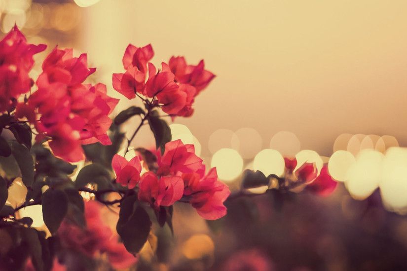 vintage flower wallpaper collection 1920x1080 ...