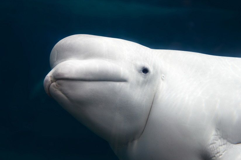 Beluga Whale HD Wallpaper | Background Image | 1920x1200 | ID:411930 -  Wallpaper Abyss