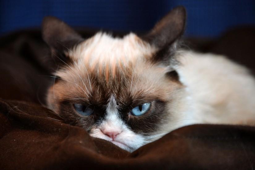 Grumpy Cat HD Desktop Wallpaper | HD Desktop Wallpaper