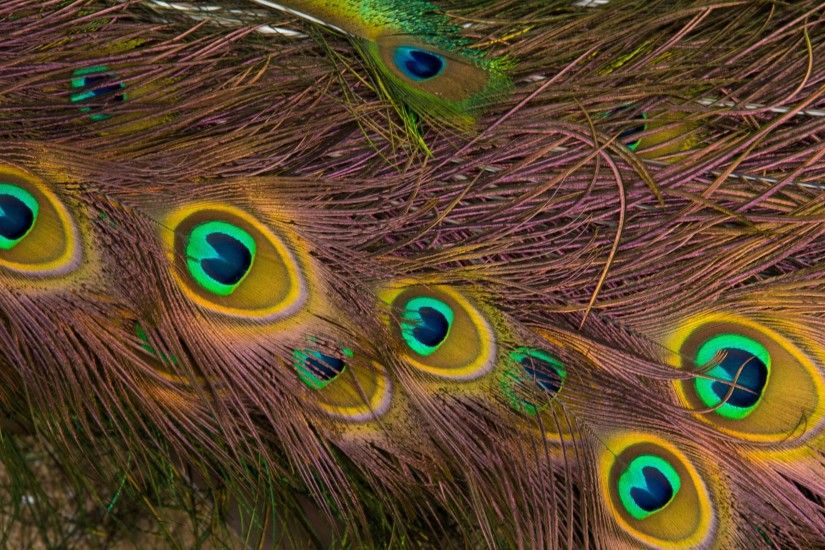 3840x2160 Wallpaper feathers, peacock, texture, background, pattern