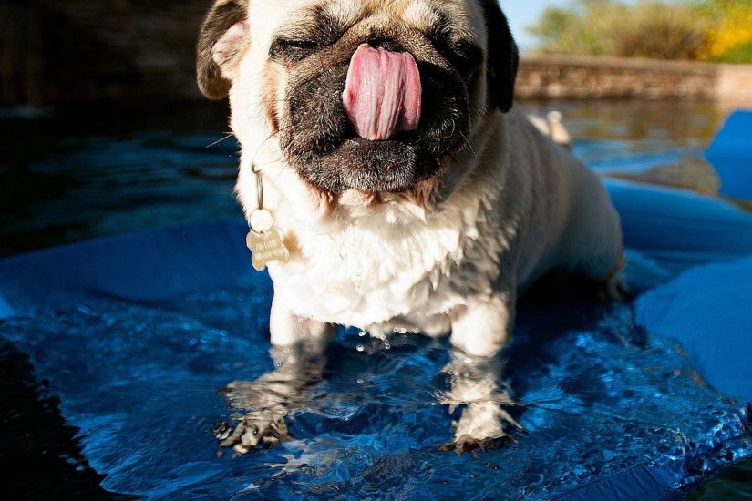 Preview wallpaper pug, pool, swim, rug, dog 2048x2048