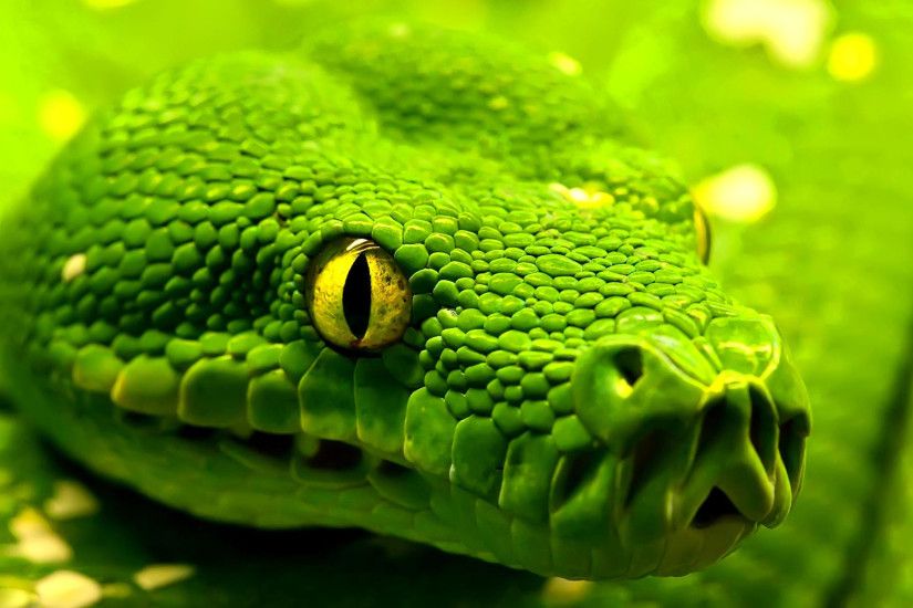 desktop viper snake images wallpaper