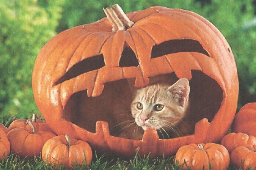 Halloween cats and kittens | halloween cat in a pumpkin wallpaper tags  feline kitten halloween .