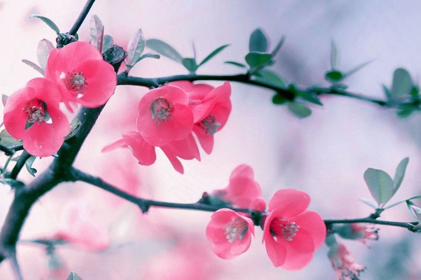 Pink Blossom Flowers iPad Wallpaper HD #iPad #wallpaper